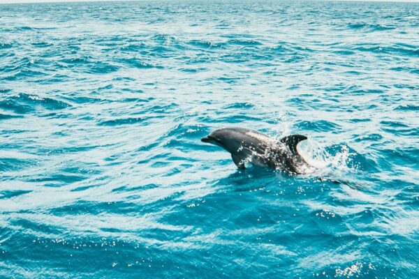 North Bali Expedition: See Dolphins, Hot Springs & Wanagiri Hills