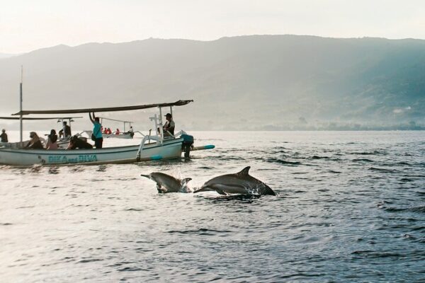 North Bali Expedition: See Dolphins, Hot Springs & Wanagiri Hills