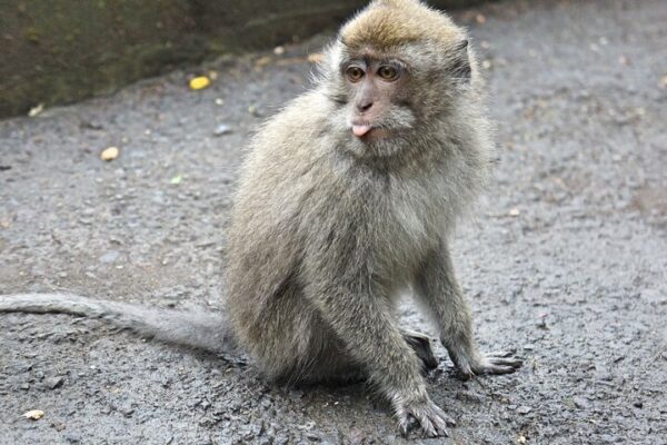 53 Bali Jungle Adventure: Swing Heaven, Monkey Forest & Temple