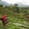Ubud Essentials: Temples, Rice Terraces & Jungle Waterfalls