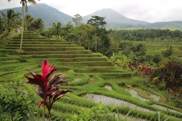 Ubud Essentials: Temples, Rice Terraces & Jungle Waterfalls