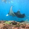 nuspen Nusa Penida Snorkeling Adventure: Manta Point & Island Day Trip